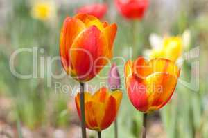 Tulpen