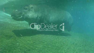 Hippo swimming underwater on sunny day, slow motion