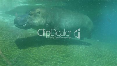 Hippo swimming underwater on sunny day