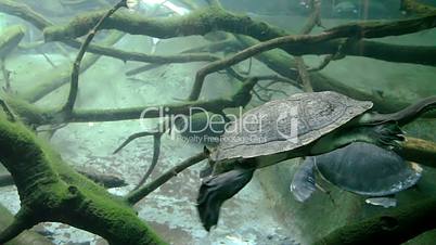 Snake-necked turtle swimming underwater