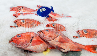 Pacific red snapper on ice