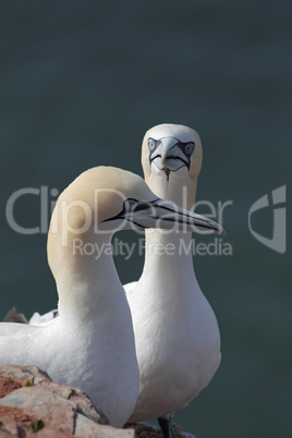 Basstölpel (Morus bassanus); Northern Gannets (Morus bassanus)