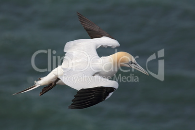 Basstölpel (Morus bassanus); Northern Gannet (Morus bassanus)