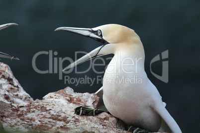 Basstölpel (Morus bassanus); Northern Gannet (Morus bassanus)