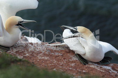 Basstölpel (Morus bassanus); Northern Gannets (Morus bassanus)