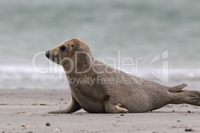 Kegelrobbe (Halichoerus grypus); Grey Seal (Halichoerus grypus)