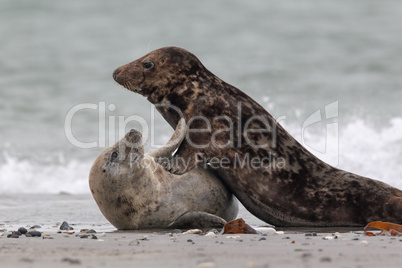 Kegelrobben (Halichoerus grypus); Grey Seals (Halichoerus grypus)