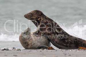 Kegelrobben (Halichoerus grypus); Grey Seals (Halichoerus grypus)