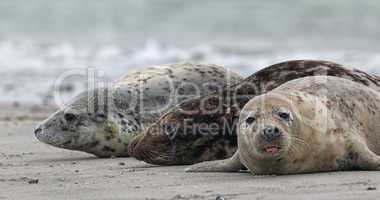Kegelrobben (Halichoerus grypus); Grey Seals (Halichoerus grypus)
