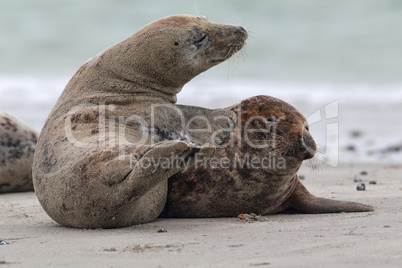 Kegelrobben (Halichoerus grypus); Grey Seals (Halichoerus grypus)