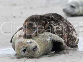 Kegelrobben (Halichoerus grypus); Grey Seals (Halichoerus grypus)