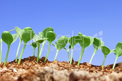 Small watermelon seedling against blue sky