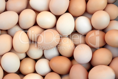 Heap of chicken eggs