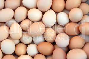 Heap of chicken eggs