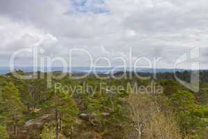 view over forest with cloudy sky