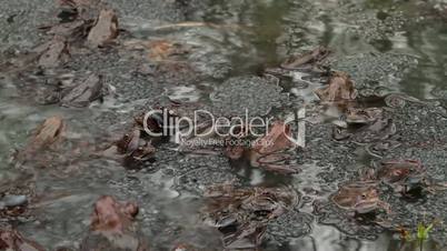 many frogs in a puddle during the breeding season