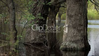 oak trees stand in water