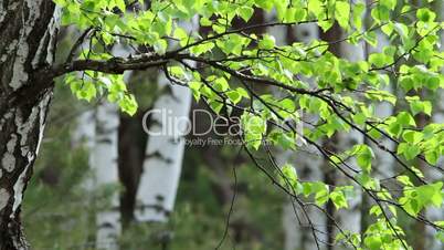 spring birchwood