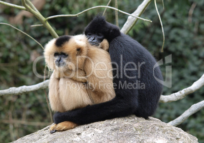 Gibbonpaar