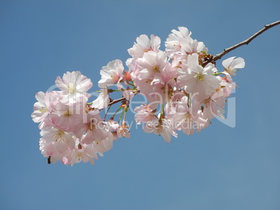 Blüten der Zierkirsche