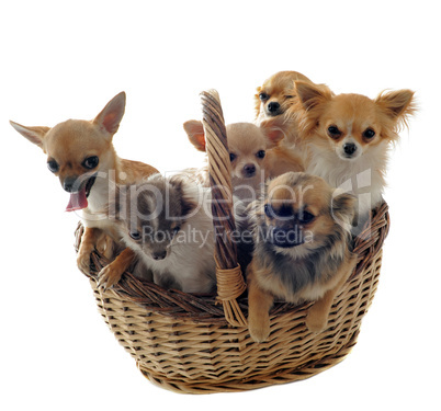 chihuahuas in basket