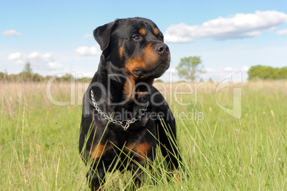 rottweiler