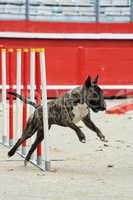 bull terrier in agility