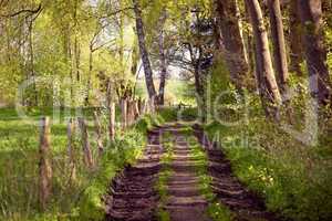 Weg durch die Felder, Schleswig-Holstein im Frühling