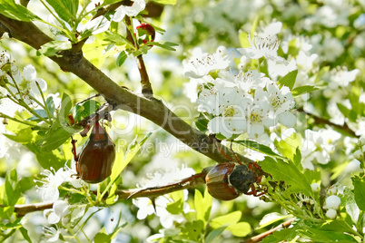 Chafer beetles on flowering hawthorn tree