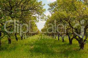 Orchard during springtime