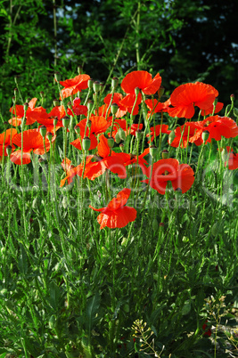 poppies