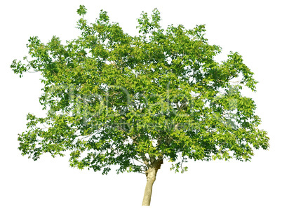 European walnut (Juglans regia)
