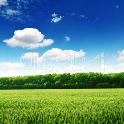 wheat field and blue sky