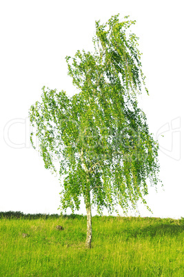 white birch