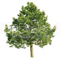 Scotch pine (Pinus sylvestris)