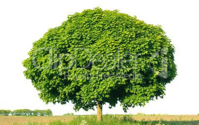 Norway maple(Acer platanoides)