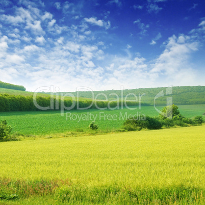 Green spring meadow