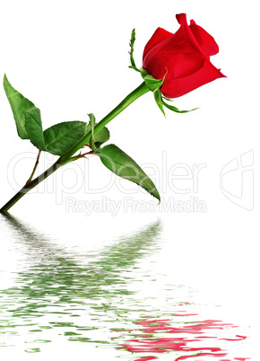 Red rose reflected in water