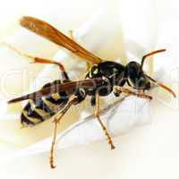 Wasp on a flower.