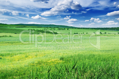 Field, mountains and blue sky