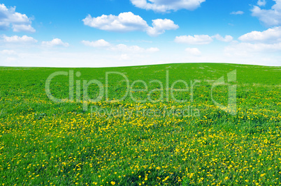 dandelion field and sky
