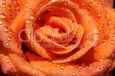 rain drop on rose