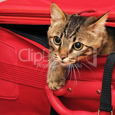 kitten in a suitcase