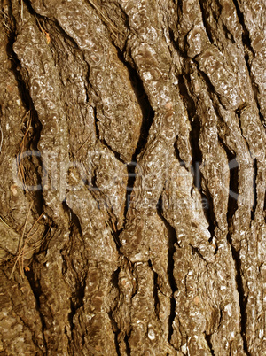 cracked tree trunk