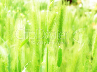 ear of green wheat