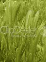 ear of green wheat