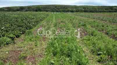 An organic carrot field