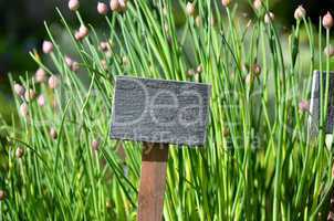 Tafel frische Kräuter Garten