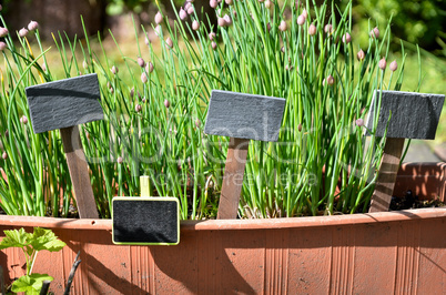 Tafel frische Kräuter Garten