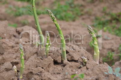 junger Spargel